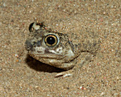 Plains Spadefoot Toad (Spea bombifrons)