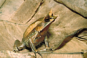 Malaysian horned frog