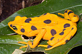 Harlequin Toad