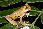 Marsupial Frog