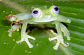 Limon Giant Glass Frog