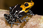 Crowned Poison Frog