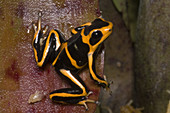 Crowned Poison Frog