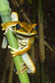 Large Arboreal Hylid Frog