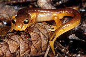 Yellow-eyed Ensatina