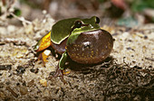 Pine Barrens Treefrog