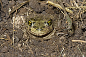 Couch's Spadefoot Toad Burying Itself