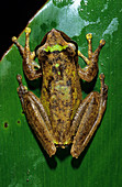 Torrent Breeding Frog (Litoria arfakania)