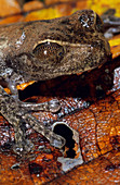 'Treefrog (Nyctimystes sp.),eyes closed'