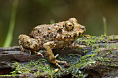 Common Big-headed Rain Frog