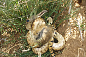 Gopher snake killing desert cottontail