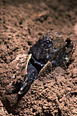 Snapping Turtle Hatching