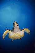 Hawksbill Turtle