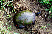 Painted turtle