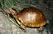 Eastern Box Turtle (Terrapene carolina)