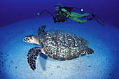 Hawksbill Turtle and diver