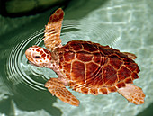 Loggerhead Sea Turtle