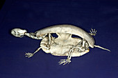 Spotted Turtle Skeleton