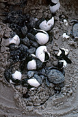 Kemp's ridley turtles hatching