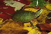 Western Painted Turtle