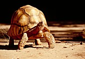 Ploughshare tortoise