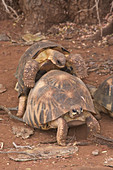 Radiated tortoises or sokatra