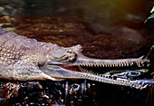 Gharial