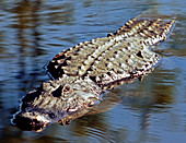 American Alligator swimming