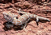 Tokay gecko with doubly regenerated tail