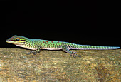 Day Gecko,Madagascar