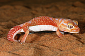 Smooth Knobtailed Gecko (Nephrurus laevis)