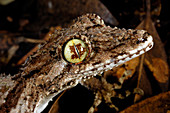 Northern Leaftail Gecko (Saltuarius cornutus)