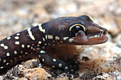 Velvet Gecko cleaning eye with tongue