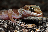 'Ring-tailed Gecko,Australia'