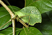 Amazonian Leaf-Mimic Katydid