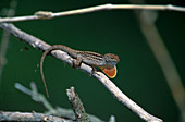 Anole Courtship Display