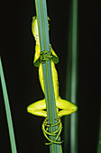 Juvenile Green Iguana (Iguana iguana)