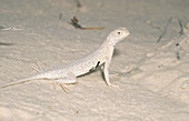 Lesser Earless Lizard