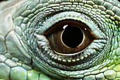 Eye of a Common Iguana (Iguana iguana)