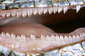 Iguana Teeth