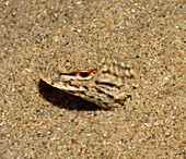 colourado Desert Fringe-toed Lizard