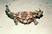 Moloch Lizard (Moloch horridus)