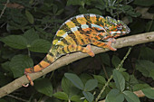 Panther chameleon
