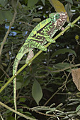 Globe-horned chameleon