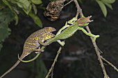 Male and Female Chameleons