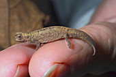 Smallest chameleon,Brookesia minima