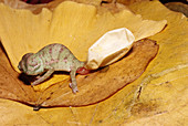 Veiled Chameleon emerging from egg