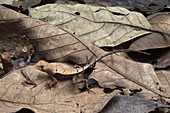 Leaf lizard