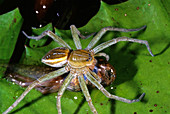 Water Spider (Dolomedes sp.) with prey