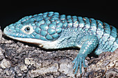 Alligator Lizard